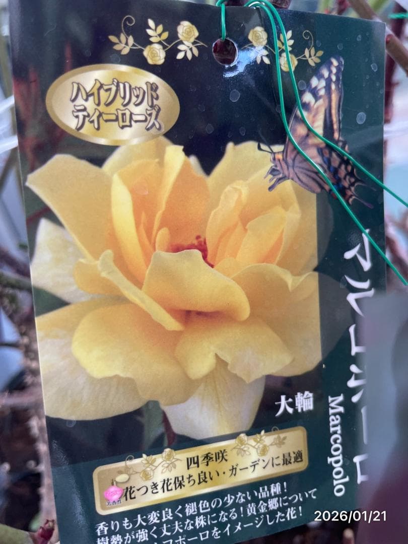 四季咲き　　バラ　　14株