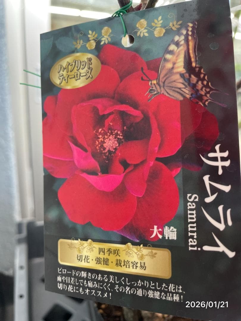 四季咲き　　バラ　　14株