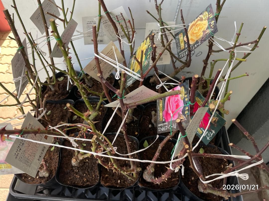 四季咲き　　バラ　　14株