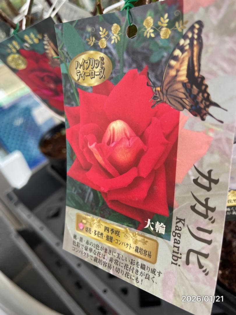 四季咲き　　バラ　　14株