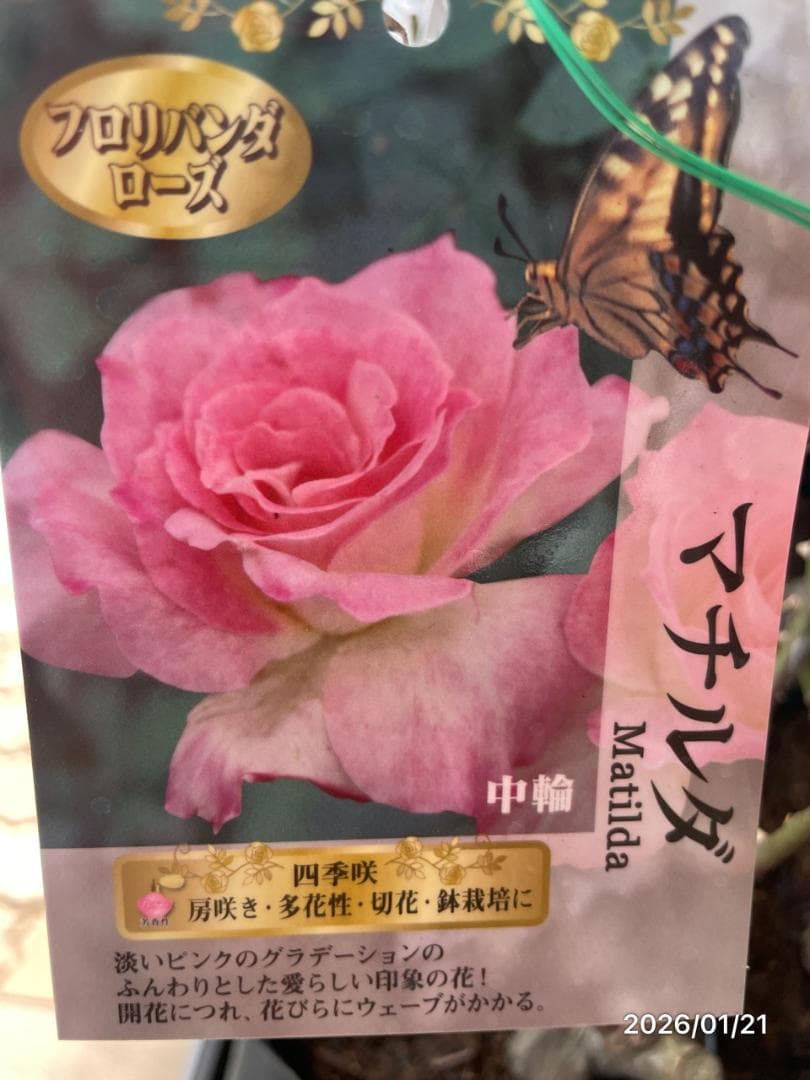 四季咲き　　バラ　　14株