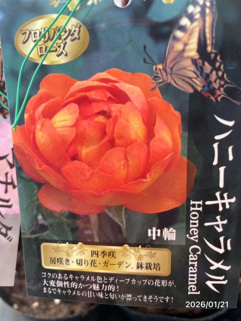 四季咲き　　バラ　　14株