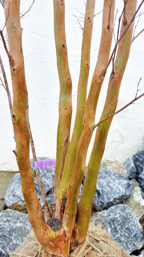 絶品黄金幹。ヒメシャラ切り戻し本株立ち3.0M(鉢底から)品番B