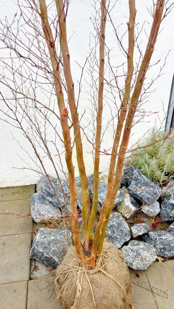 絶品黄金幹。ヒメシャラ切り戻し本株立ち3.0M(鉢底から)品番B