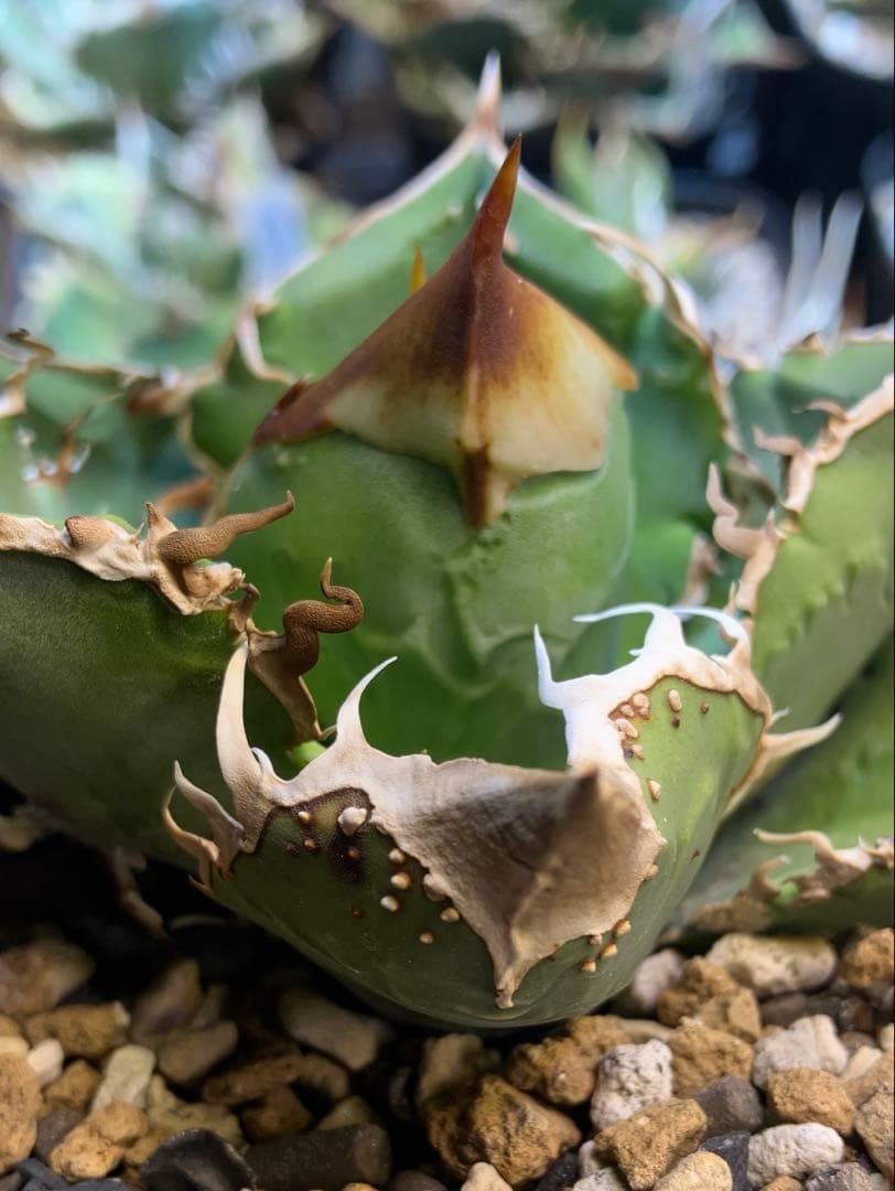 チタノタ　クチバシスタッズ　子株　ブツブツagave titanota