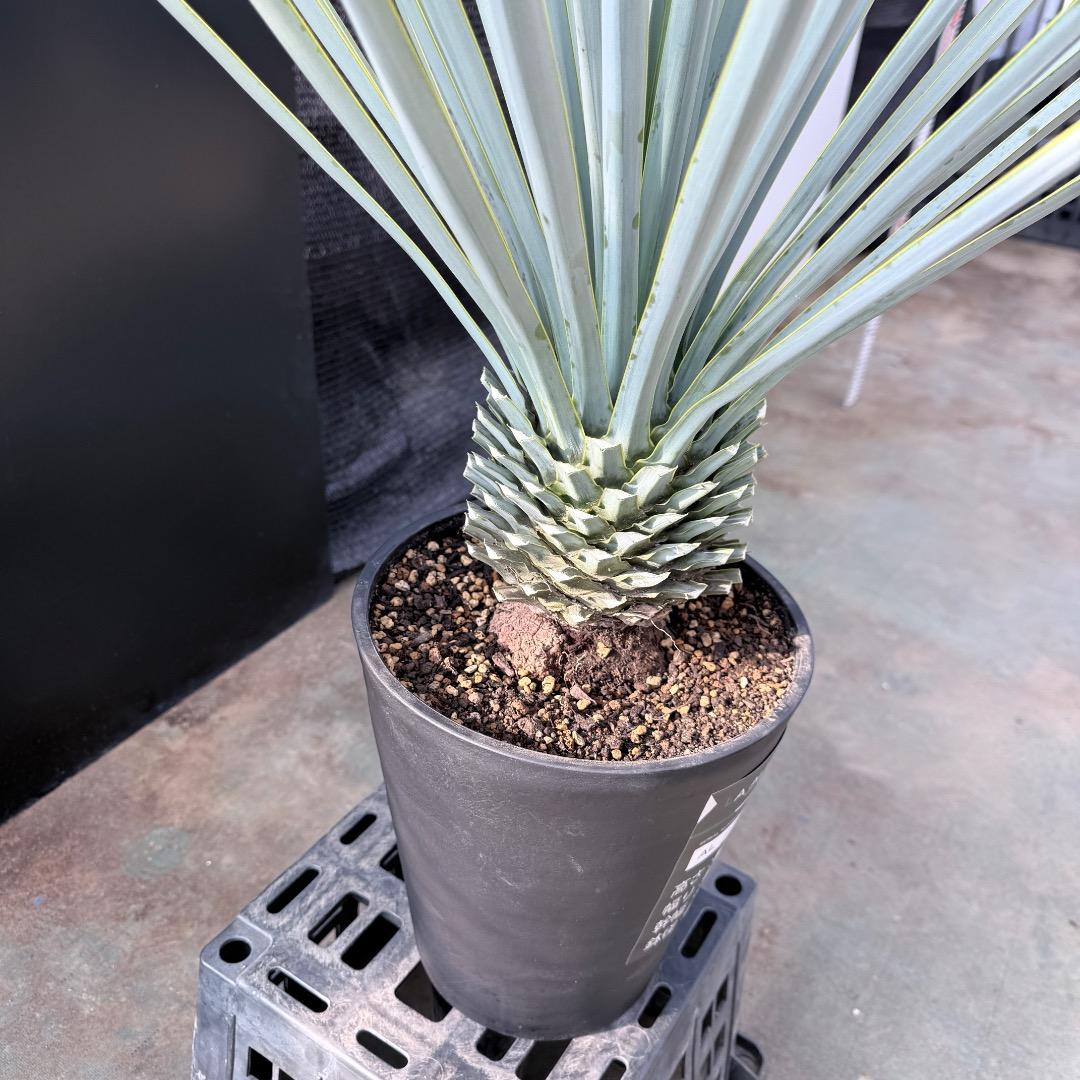 【AL1182】ユッカ　リギダ