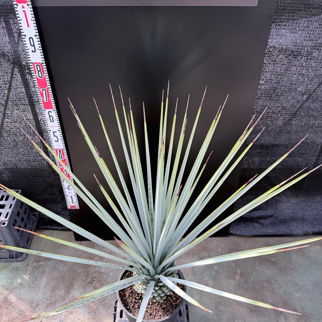 【AL1182】ユッカ　リギダ