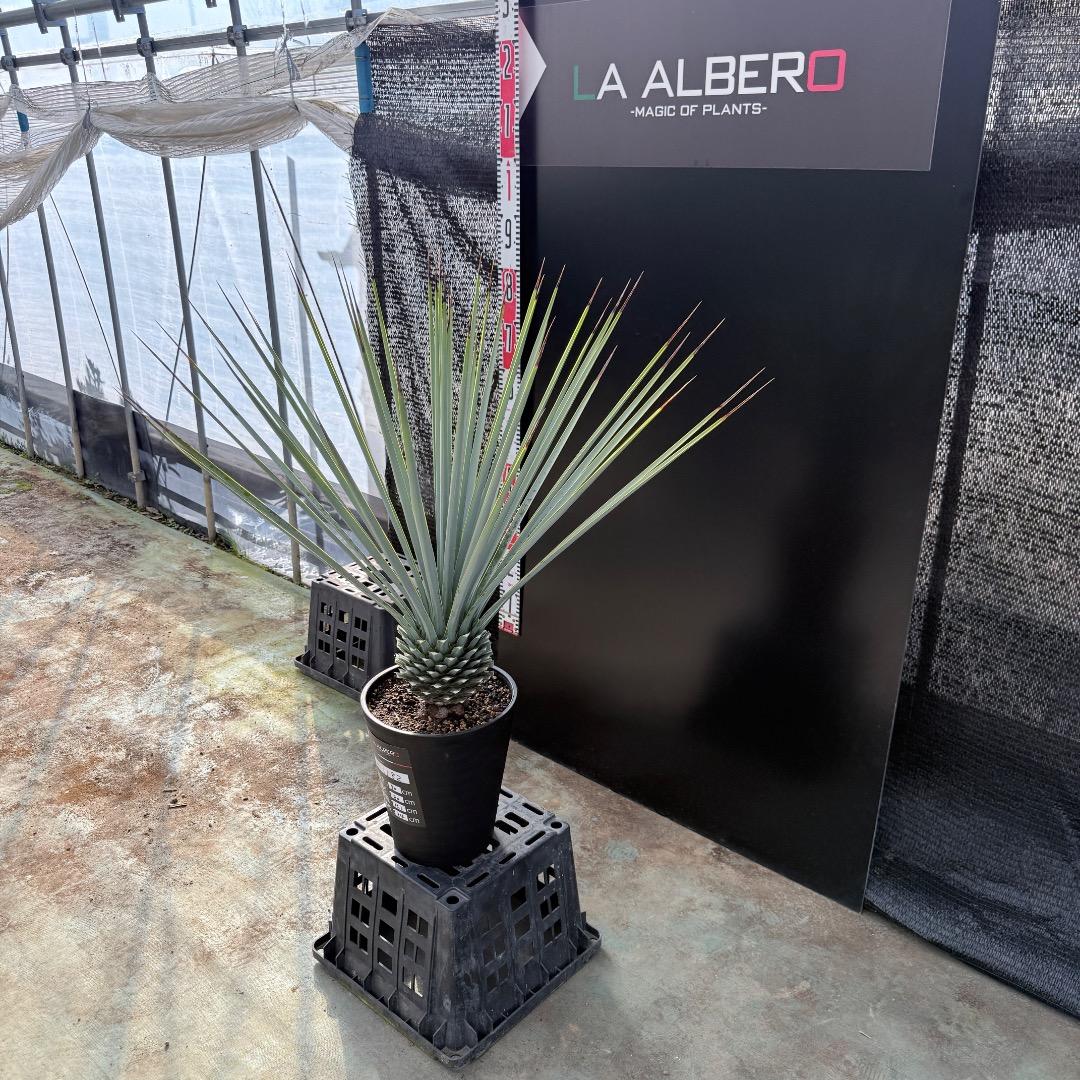 【AL1182】ユッカ　リギダ