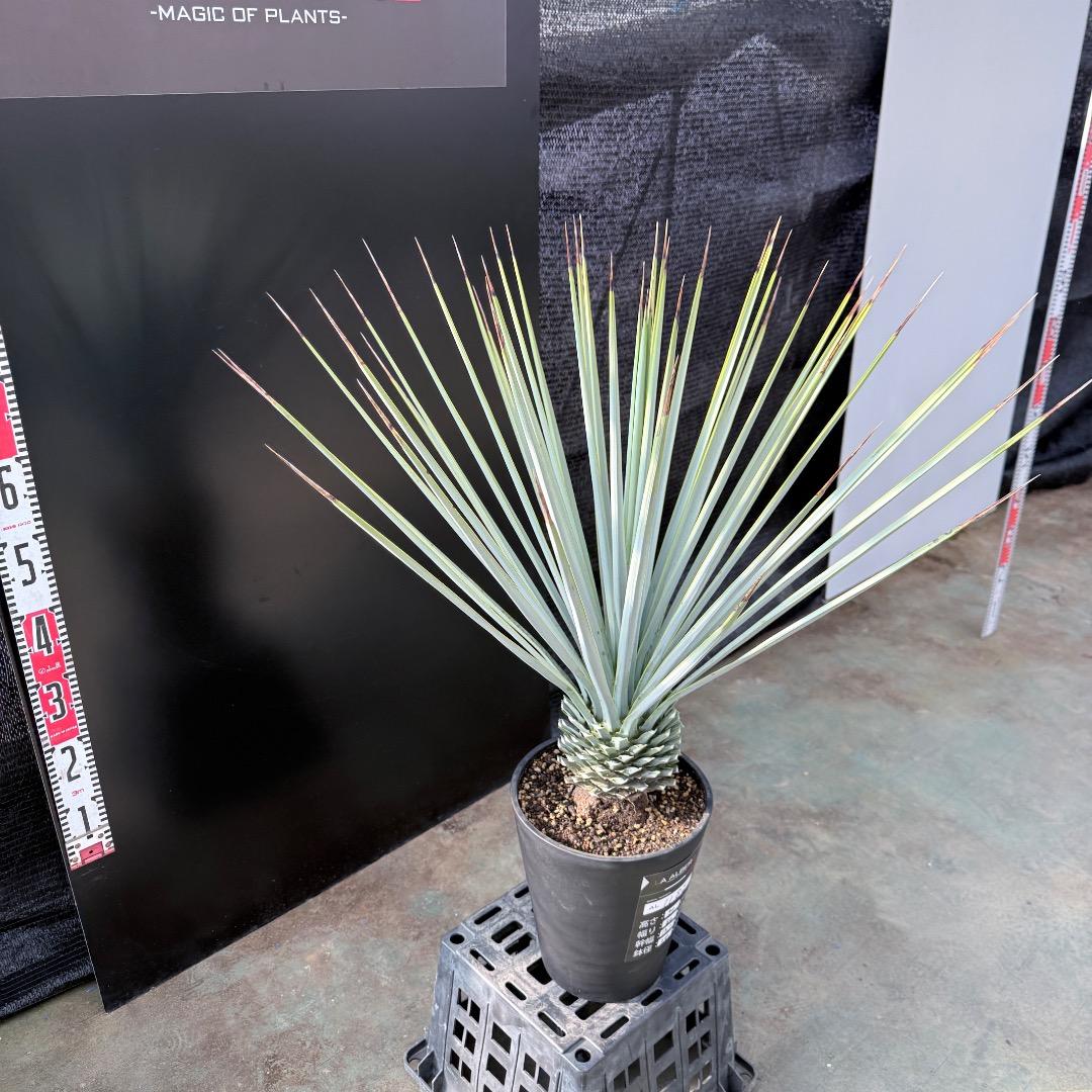 【AL1182】ユッカ　リギダ