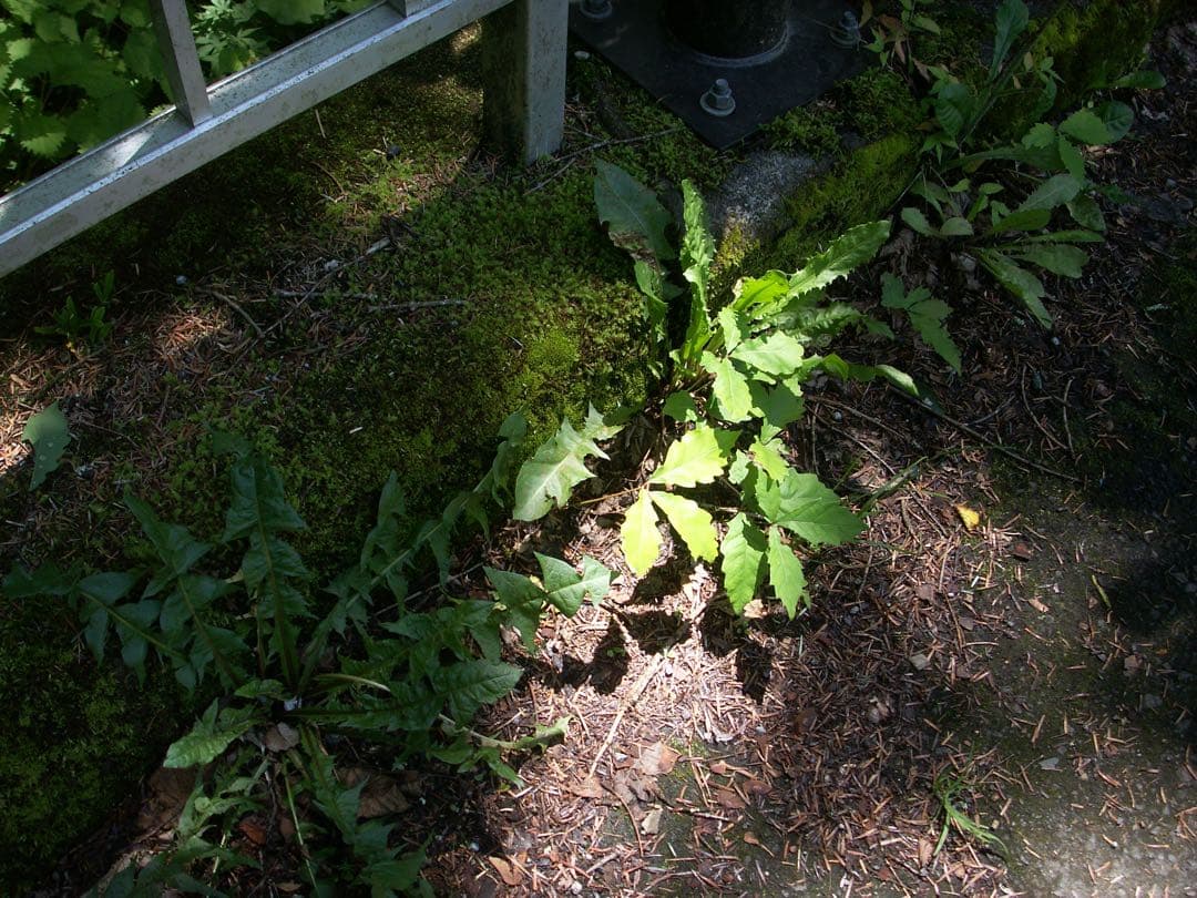 オールドデジカメ　コニカミノルタ Dimage X1 2台セット