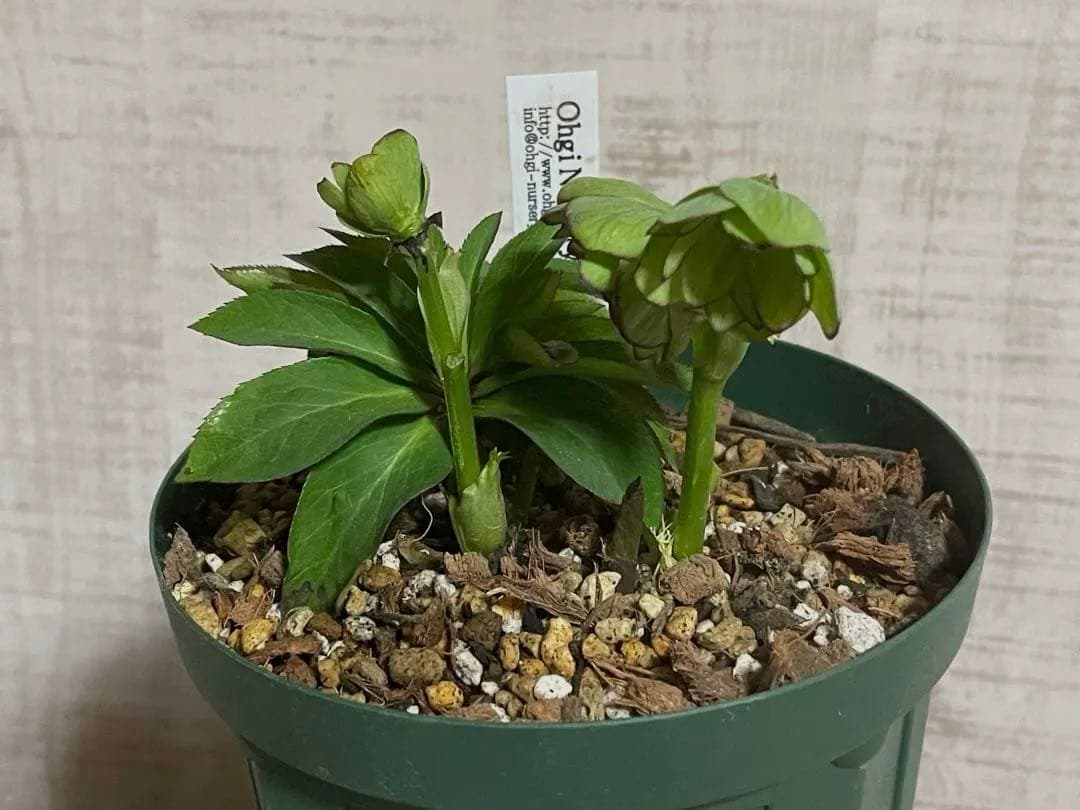 ムルチ交配　ライムグリーン