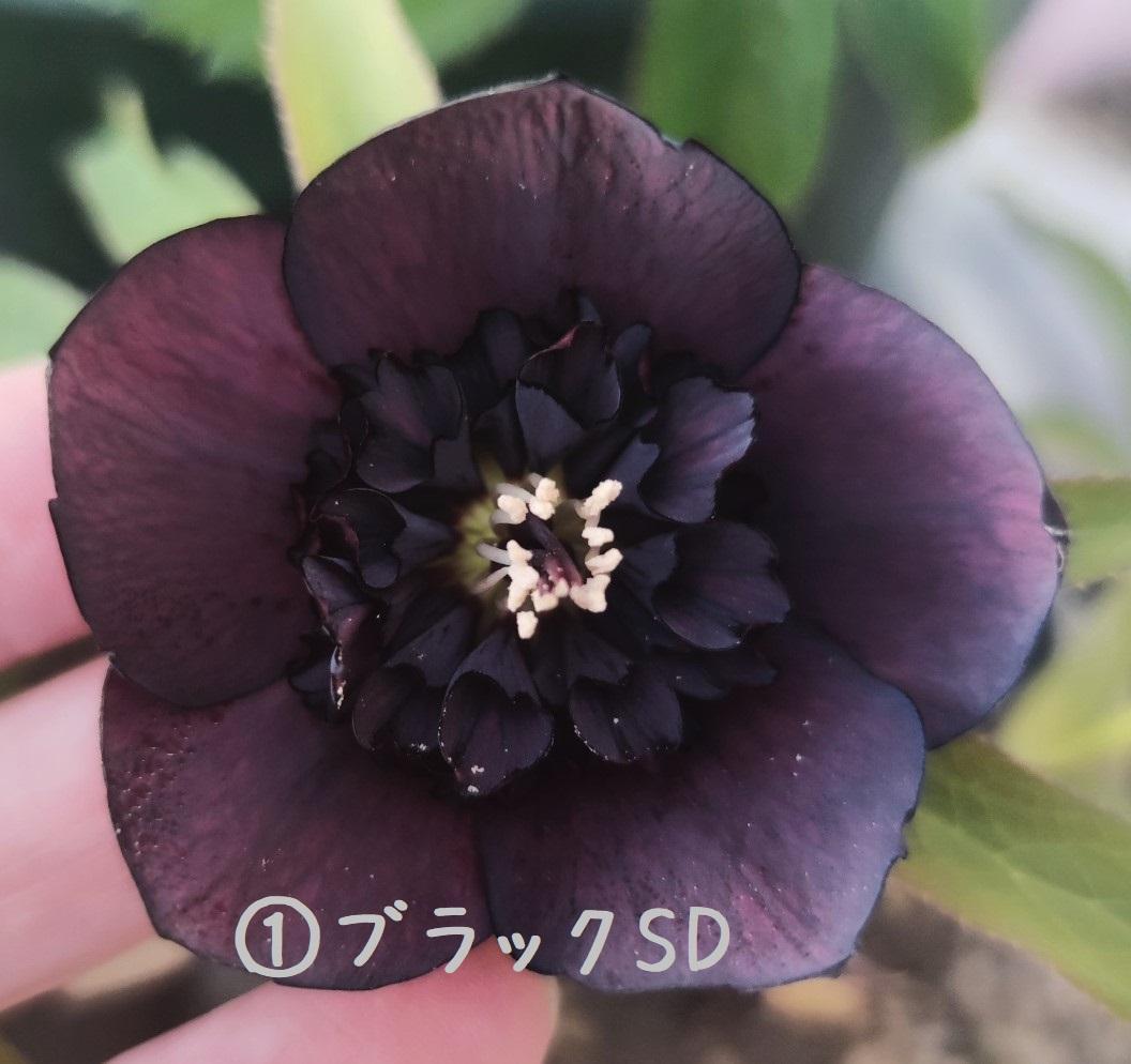 クリスマスローズ　パープルベインSD（多分オーレア）　おまけ交配