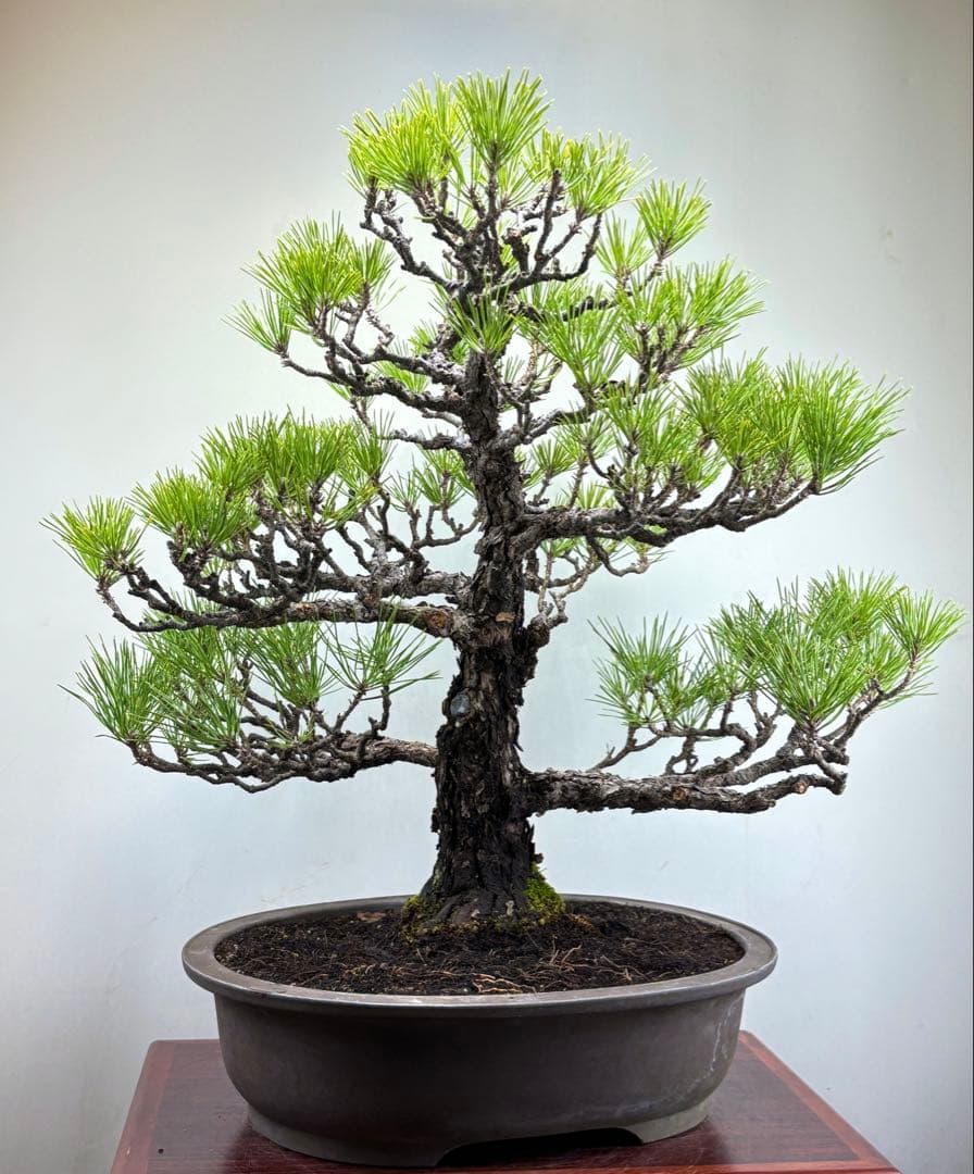 Y*9様 【サービスオークション】黒松盆栽☆