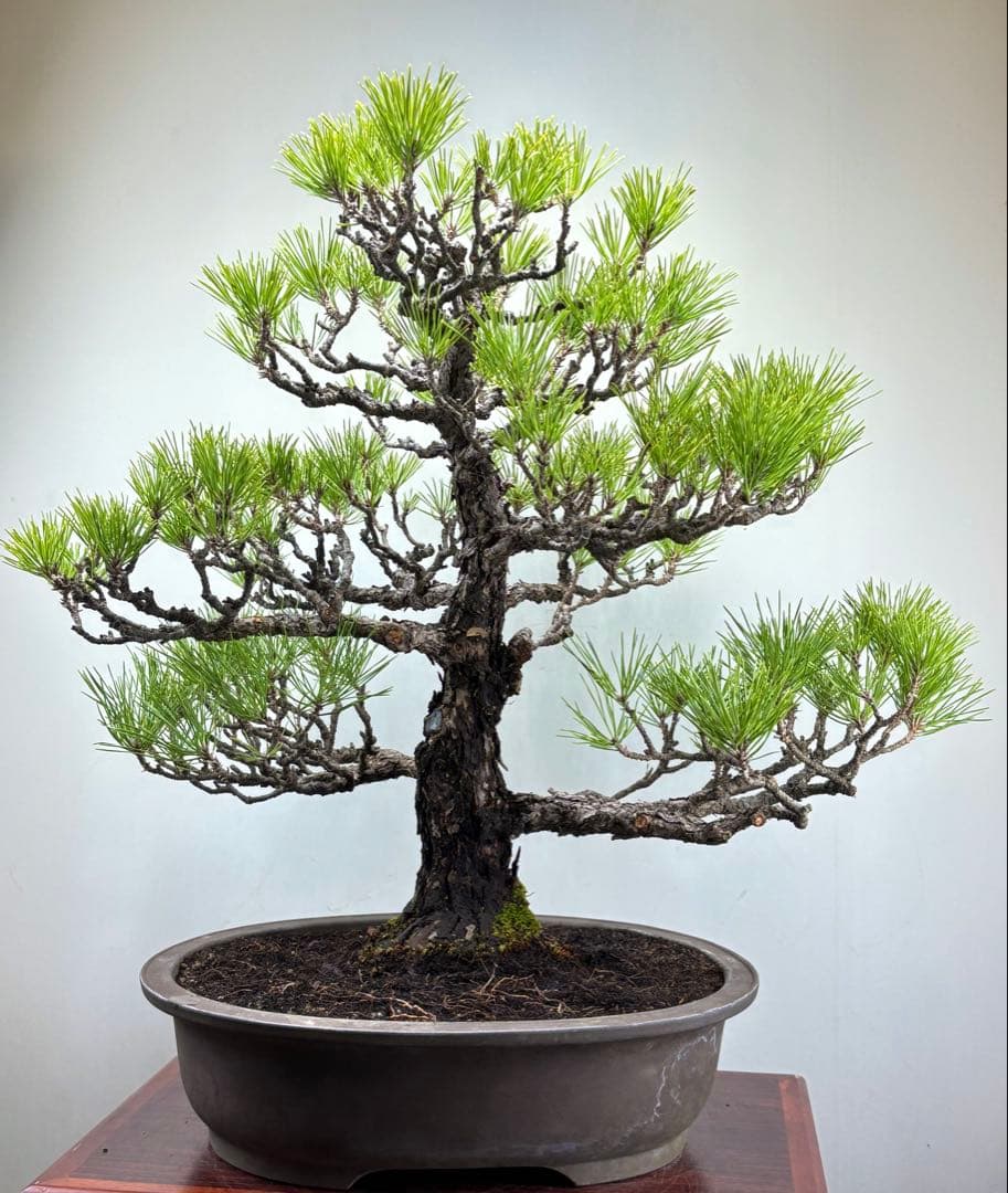 Y*9様 【サービスオークション】黒松盆栽☆