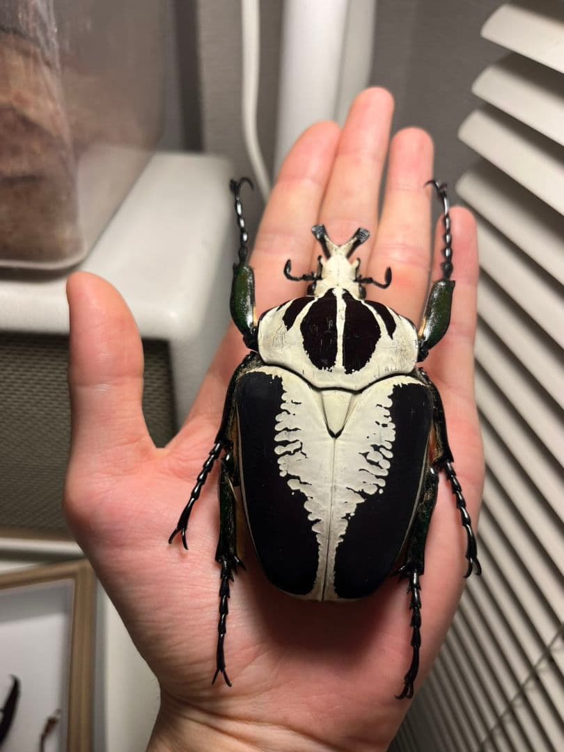 【99mmペア】レギウスゴライアスオオツノハナムグリGoliath regius