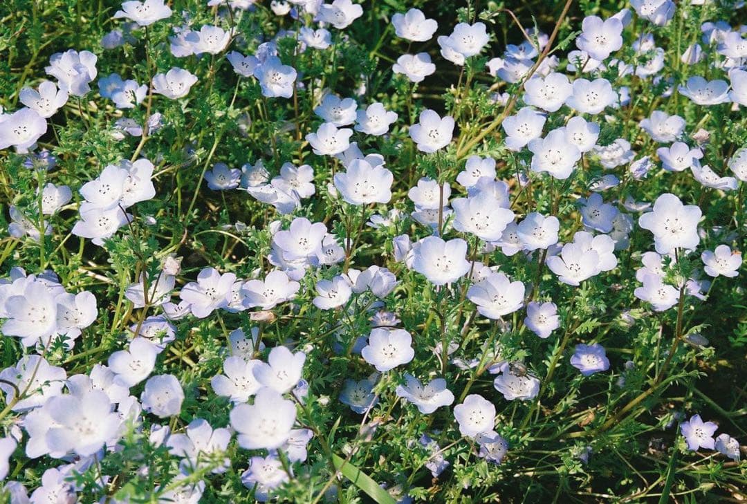 Nikon F65 フィルム一眼レフカメラ