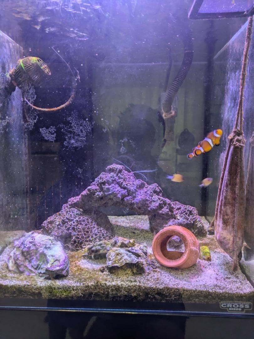 オーバーフロー　水槽　45センチ