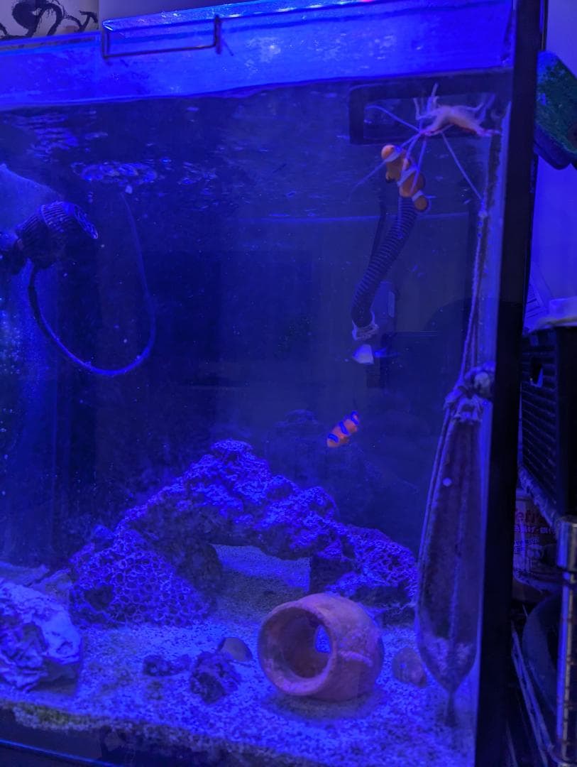 オーバーフロー　水槽　45センチ