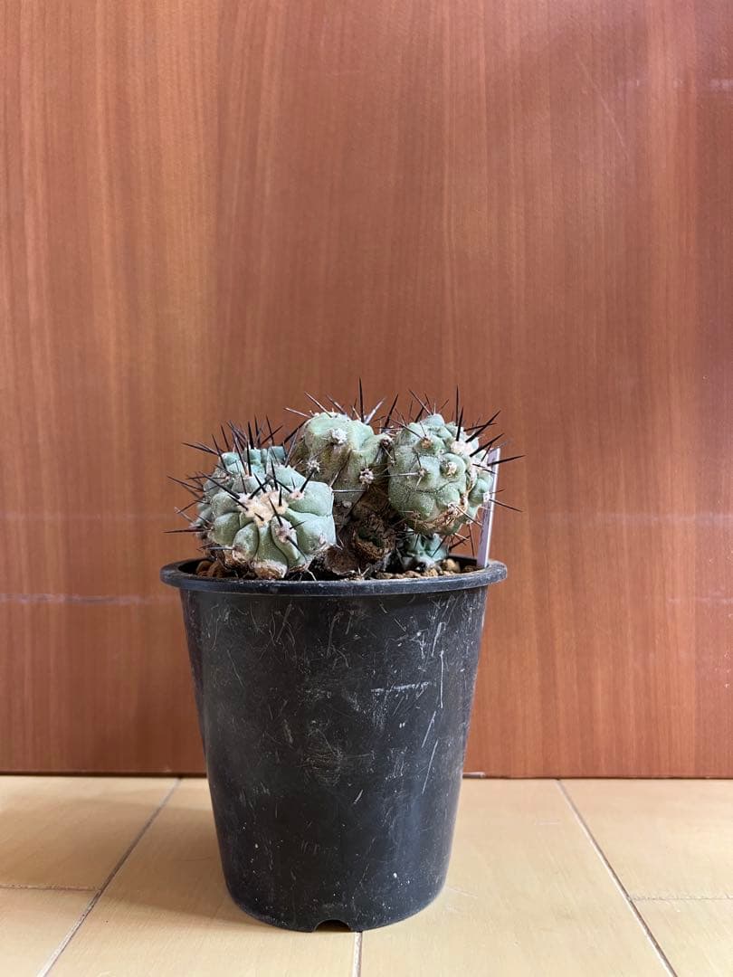 黒王丸 実生 群生 コピアポア