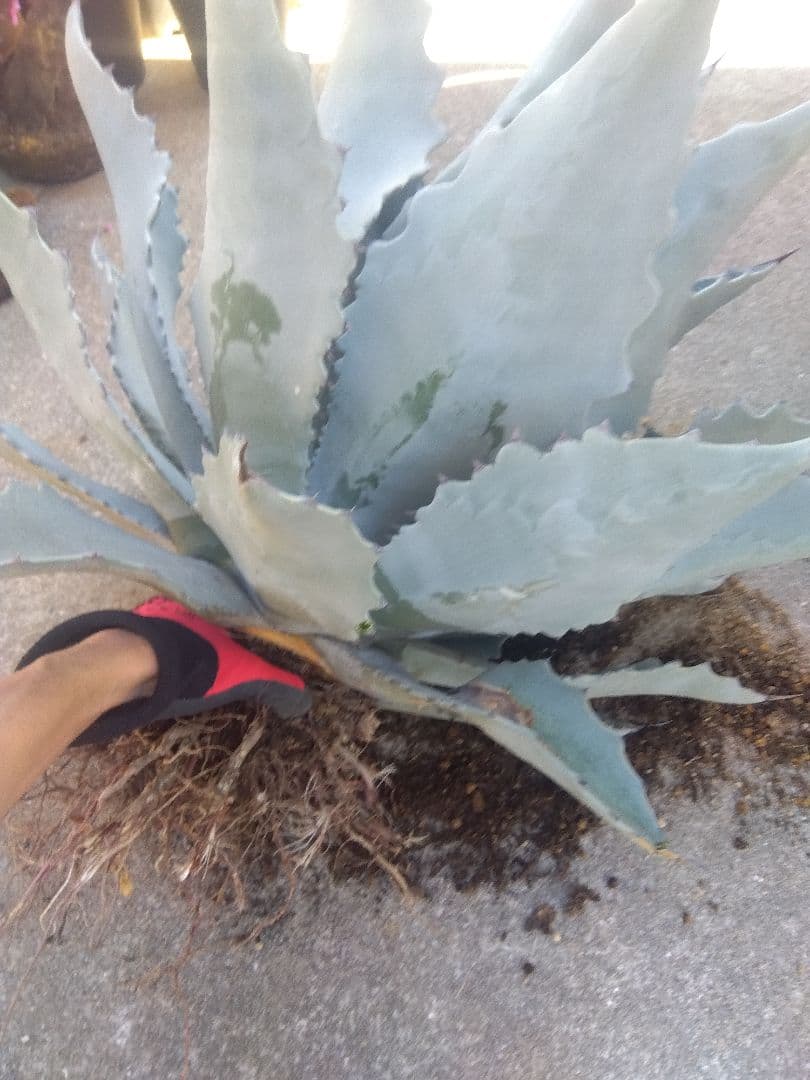アガベ　テマカプリネンシス　選抜個体　超大株70センチ❗超特大親株❗