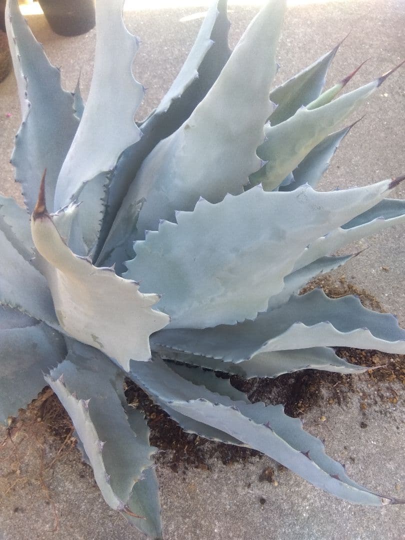 アガベ　テマカプリネンシス　選抜個体　超大株70センチ❗超特大親株❗