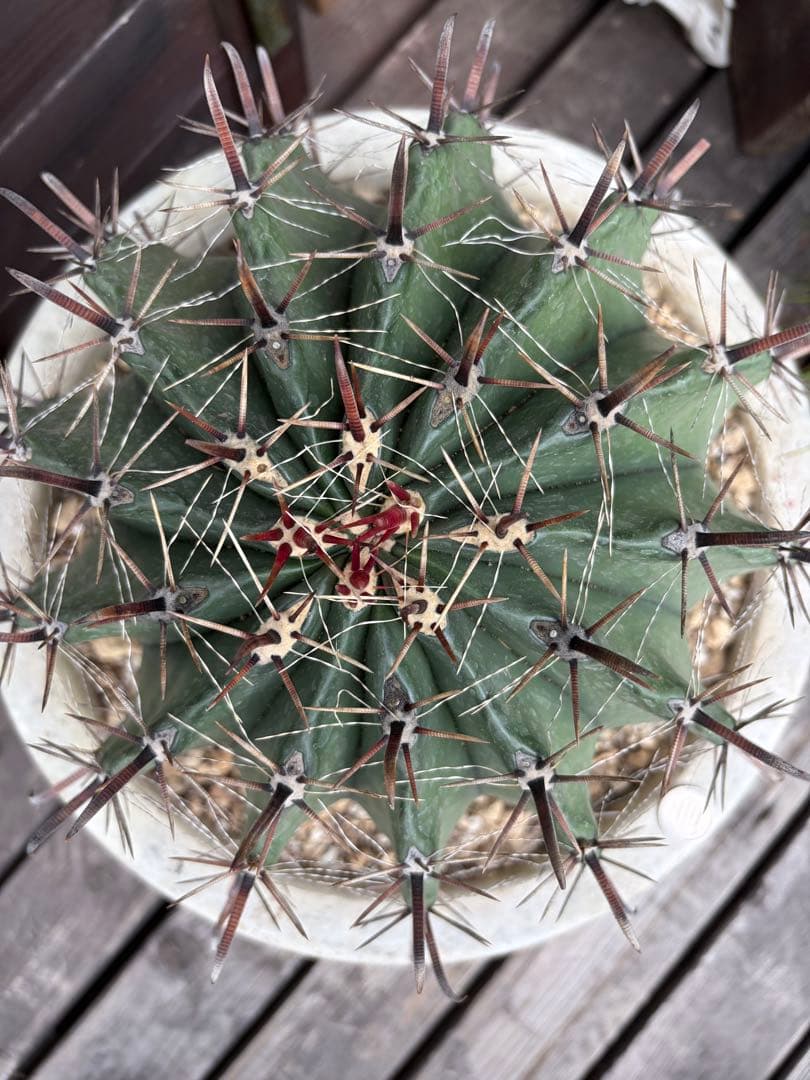 フェロカクタス半島玉　大株◇ドライガーデン多肉サボテン　アガベ ロストラータ南国