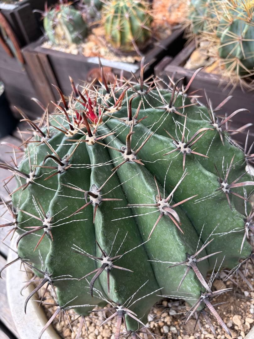 フェロカクタス半島玉　大株◇ドライガーデン多肉サボテン　アガベ ロストラータ南国