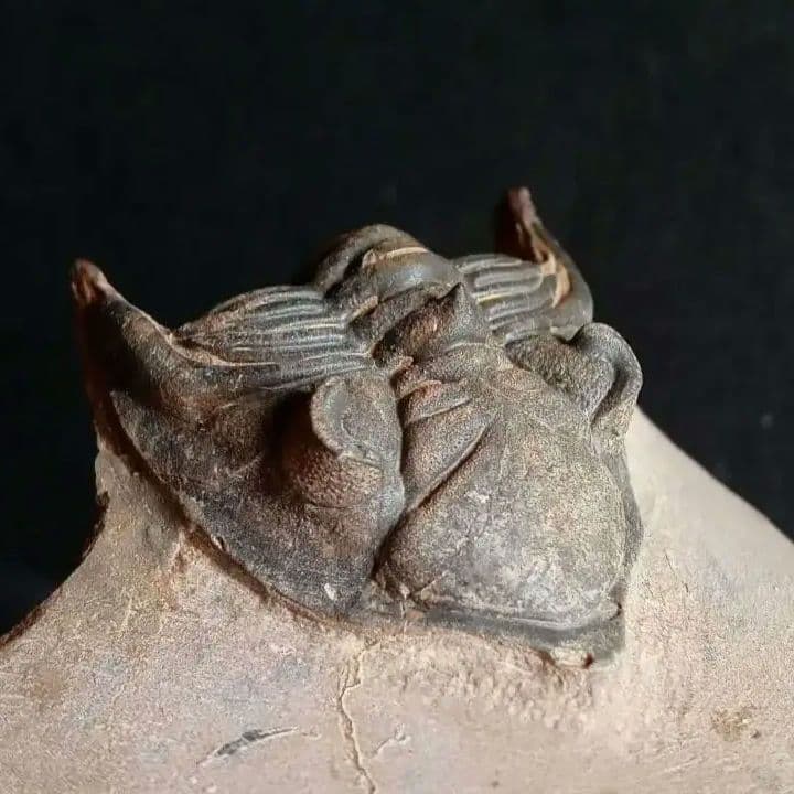 化石　骨格　標本　三葉虫　メタカンシナ　美麗