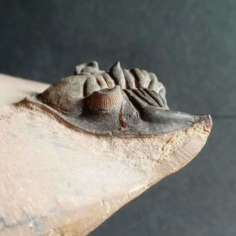 化石　骨格　標本　三葉虫　メタカンシナ　美麗