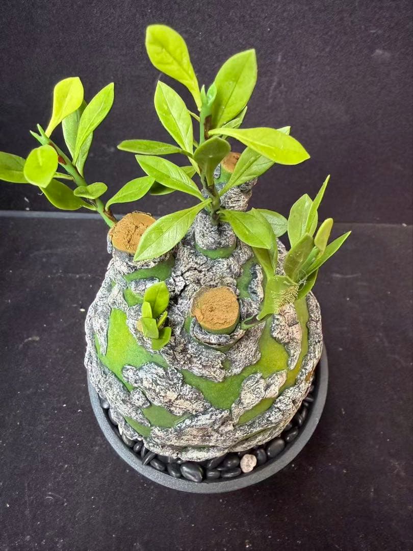 限定発売 フォークイエリア プルプシー　Fouquieria purpusii