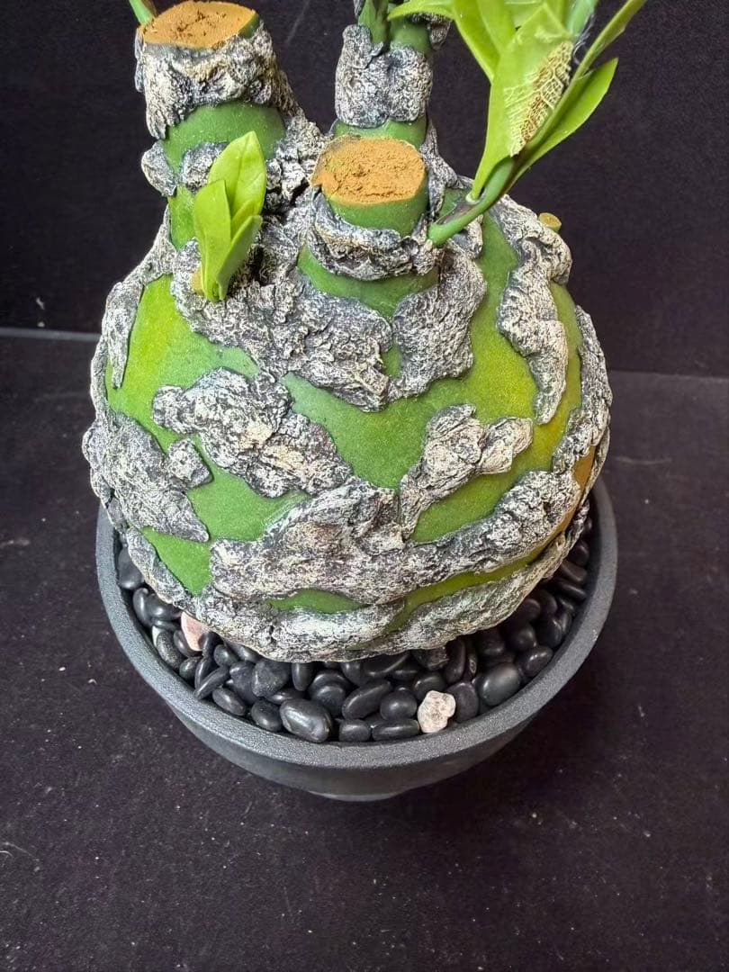 限定発売 フォークイエリア プルプシー　Fouquieria purpusii