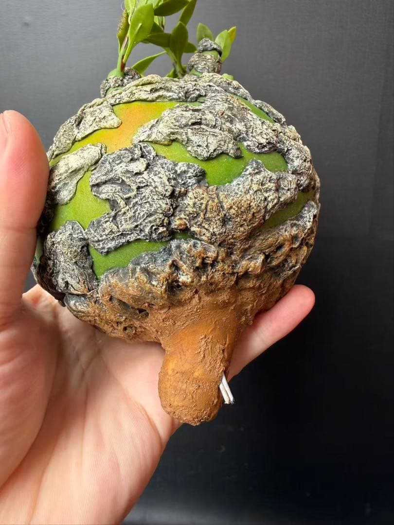 限定発売 フォークイエリア プルプシー　Fouquieria purpusii