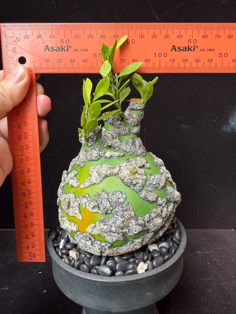 限定発売 フォークイエリア プルプシー　Fouquieria purpusii