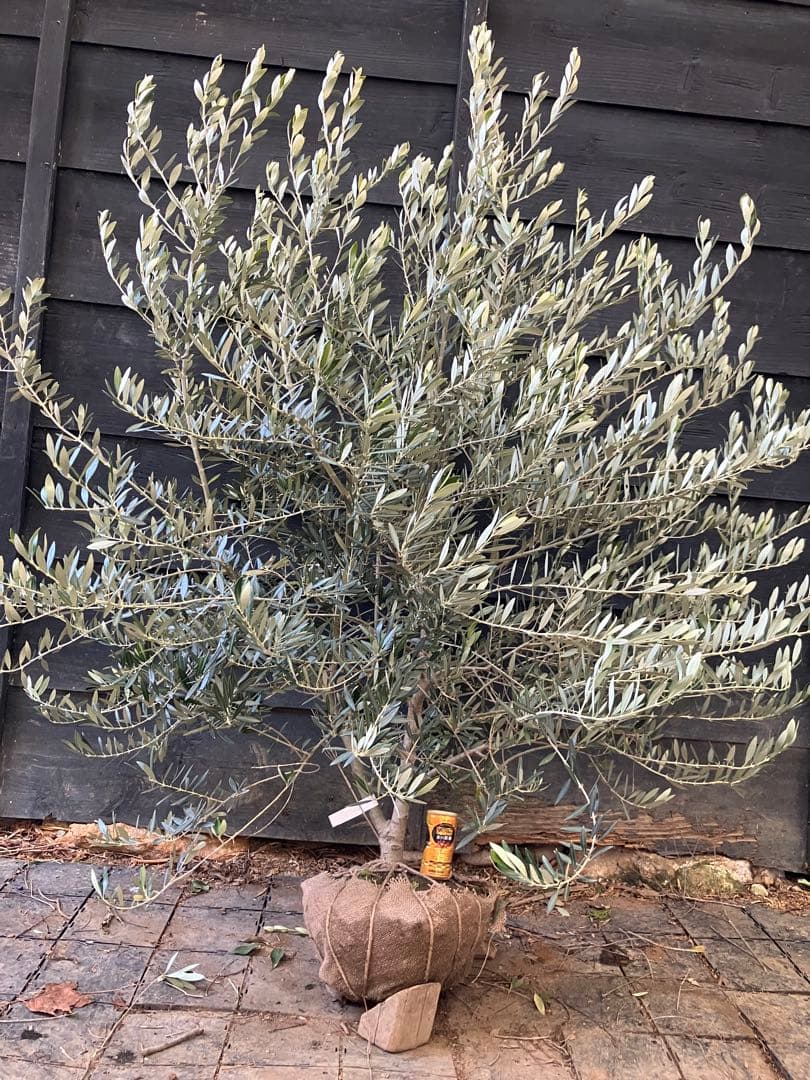 2 希少　オリーブの木　カヨンヌ