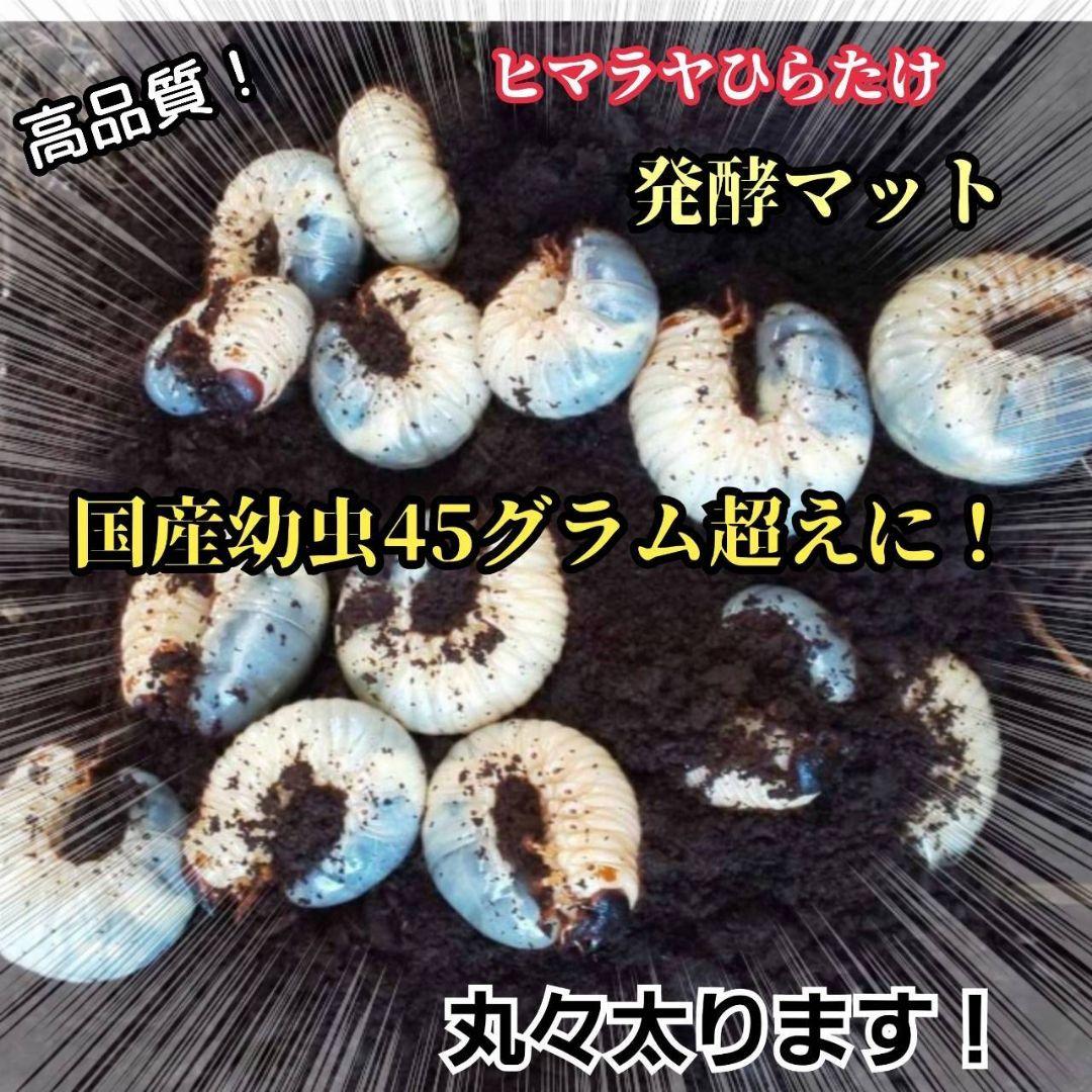 発酵マット入り！国産カブトムシ幼虫1頭飼育専用縦長クリアボト【20本セット】