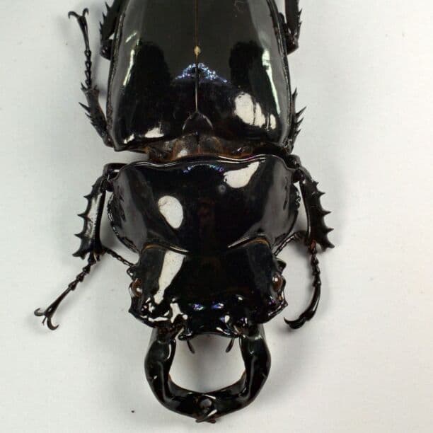 ウガンダ産 カールウエルナイ 78mm