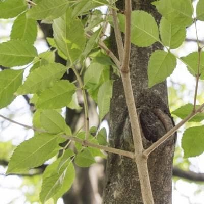 《現品》アオダモ　株立ち　樹高1.1ｍ（根鉢含まず）64【庭木/苗木/バット】