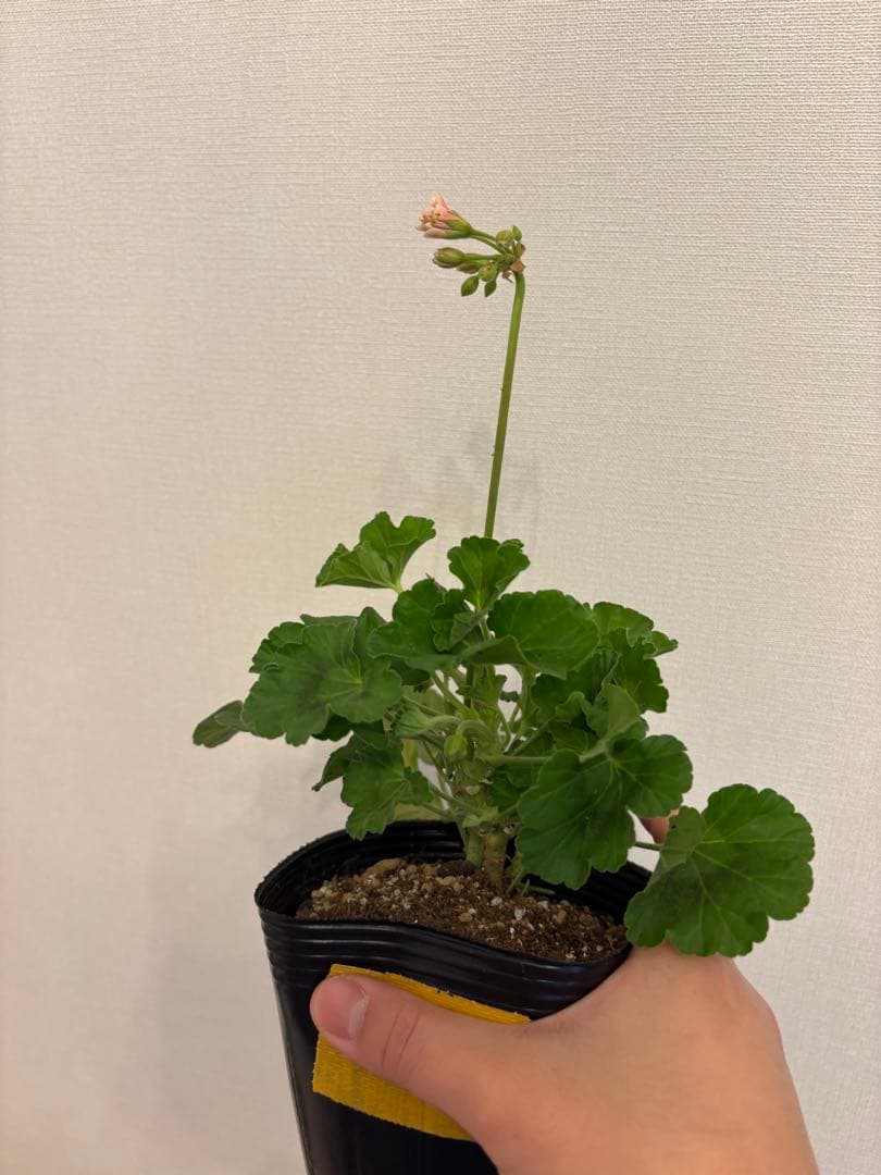 専用リンク　蕾付き　日本初ゼラニウム　希少品種ゼラニウム