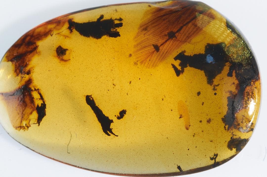 レア極上品 PA0001虫入り琥珀化石　ミャンマーカムティかタナイ9900万年前