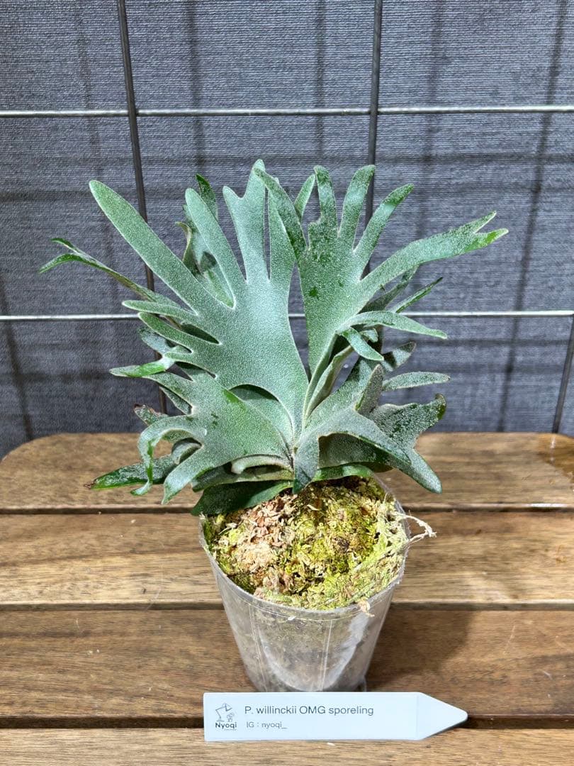 こやまP. Omg(spore) 【14】と[10]おまとめ、速達