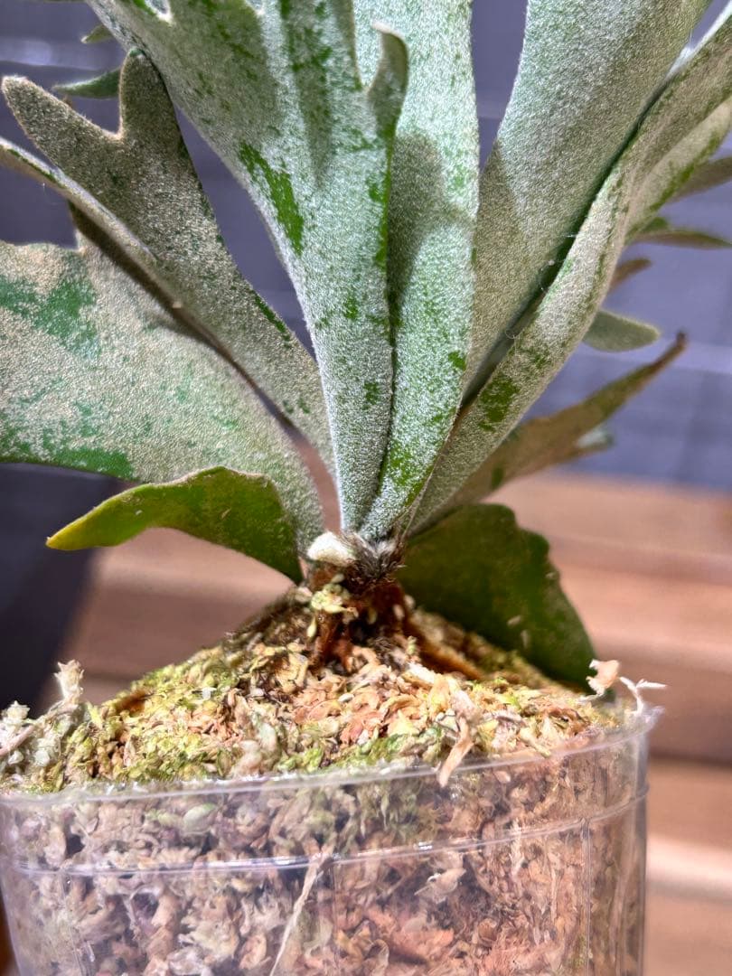 こやまP. Omg(spore) 【14】と[10]おまとめ、速達