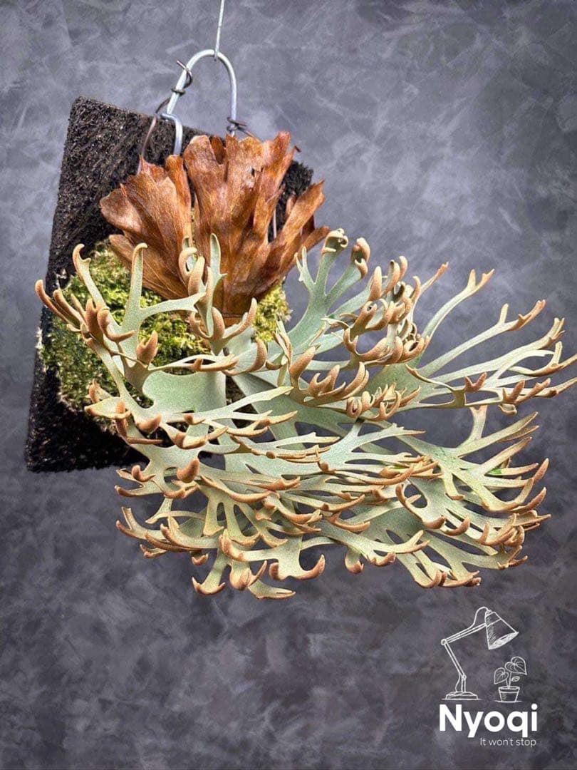 こやまP. Omg(spore) 【14】と[10]おまとめ、速達