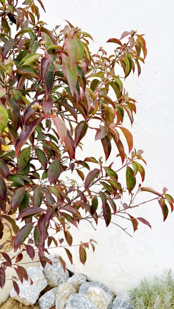 超逸品。常緑ヤマボウシ本株立ち2.6M(鉢底から)