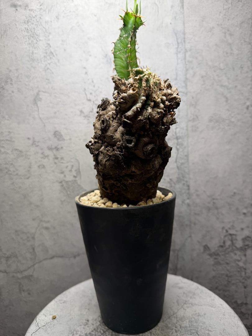 ユーフォルビア　ムランジーナ　発根済み