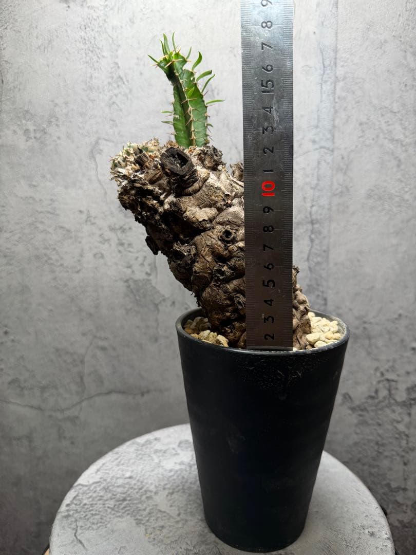 ユーフォルビア　ムランジーナ　発根済み