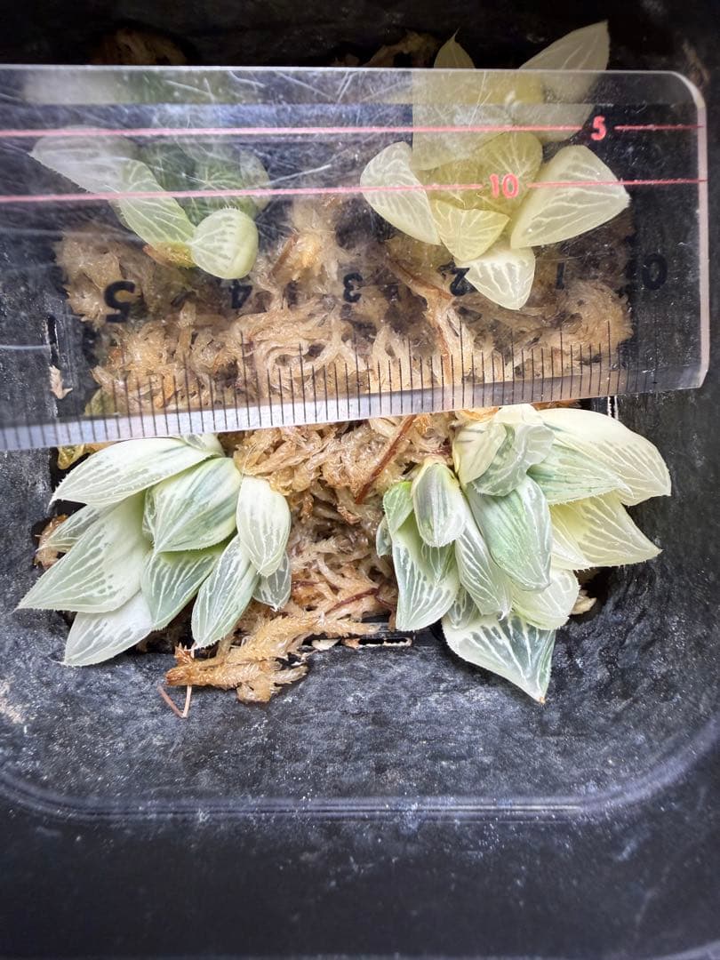 白蛇伝　カキ仔　セット販売