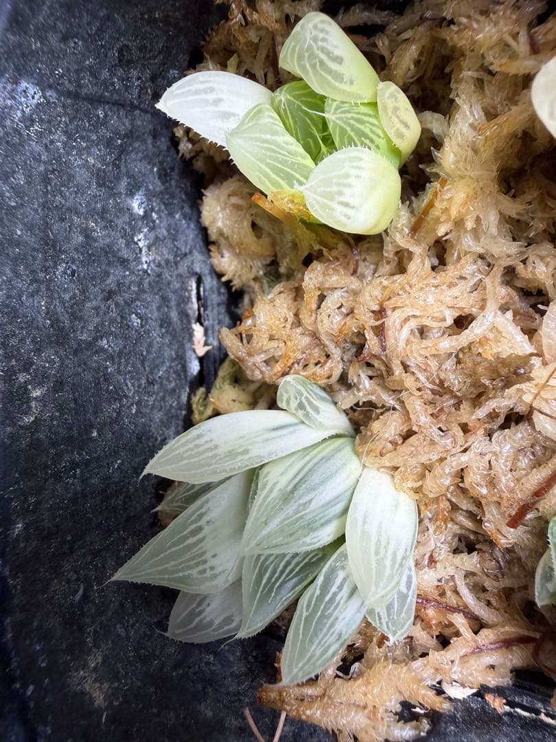 白蛇伝　カキ仔　セット販売