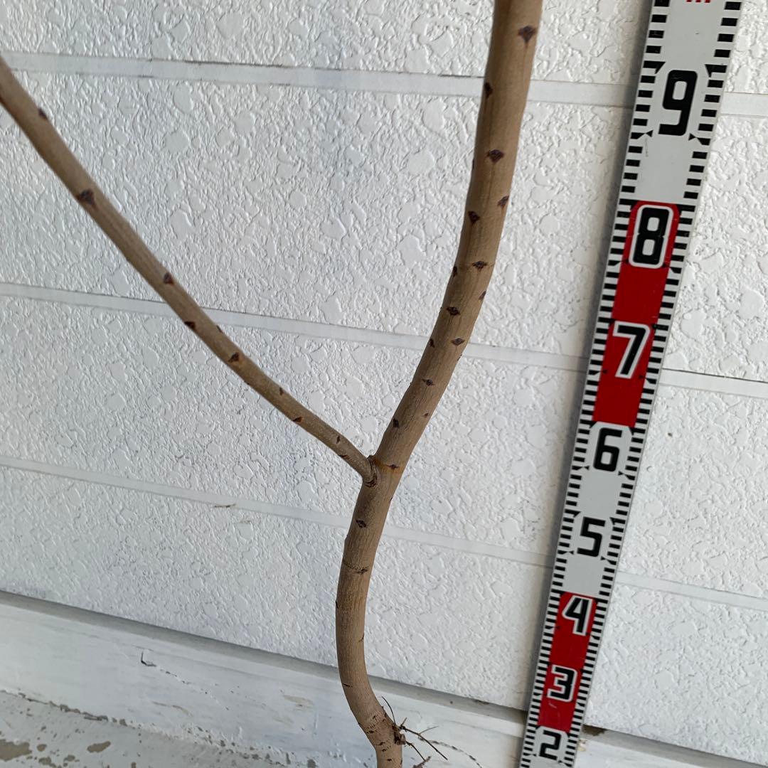 スモークツリー　スノーパフ　雌株　煙の木　苗木　花木　60