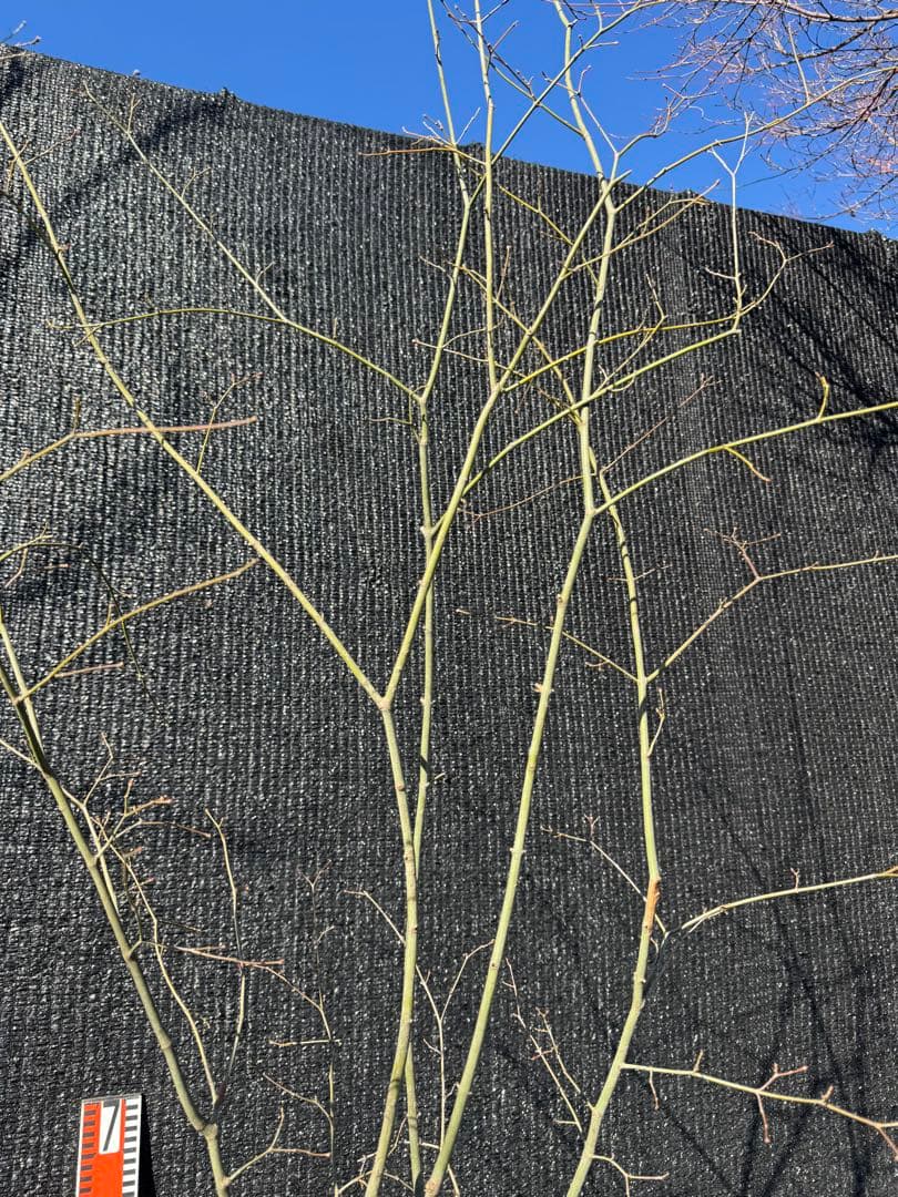 山採り　ヤマモミジ　株立ち　美幹　自然樹形　【品番3532】