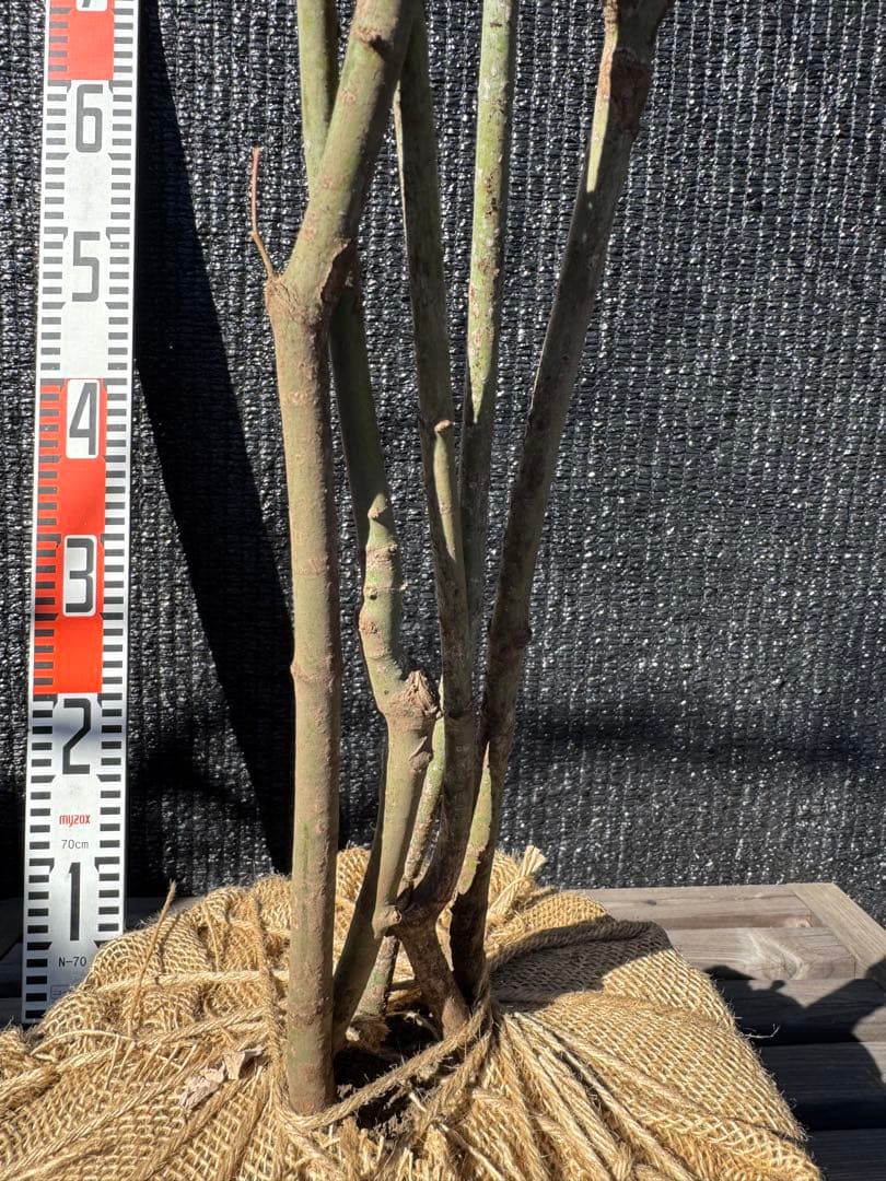 山採り　ヤマモミジ　株立ち　美幹　自然樹形　【品番3532】